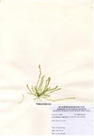 藏品(扁石髮)的圖片